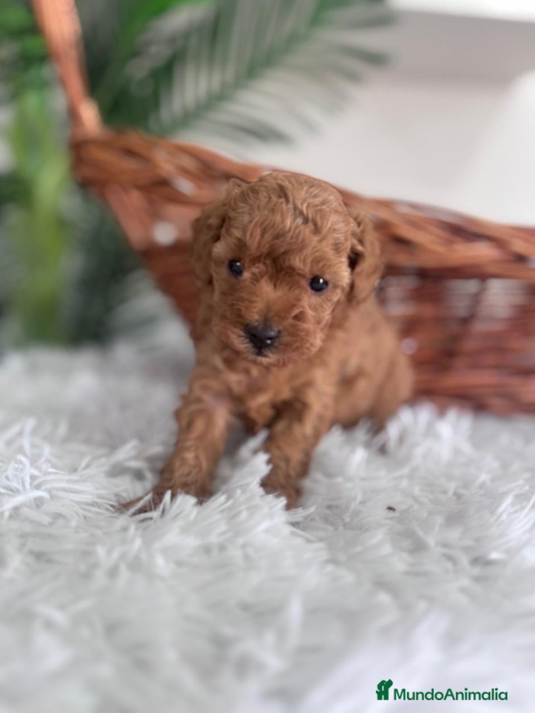 Caniche Toy perros en venta: CANICHE TOY MACHO - Imagen 4