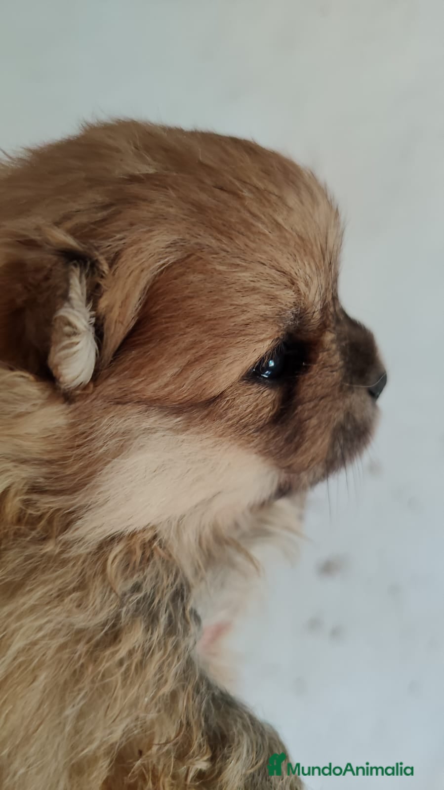 Pomerania perros en venta: Pomerania Toy  - Anuncio 3