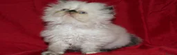 Persa gatos en venta: GATOS PERSAS  - Anuncio 4