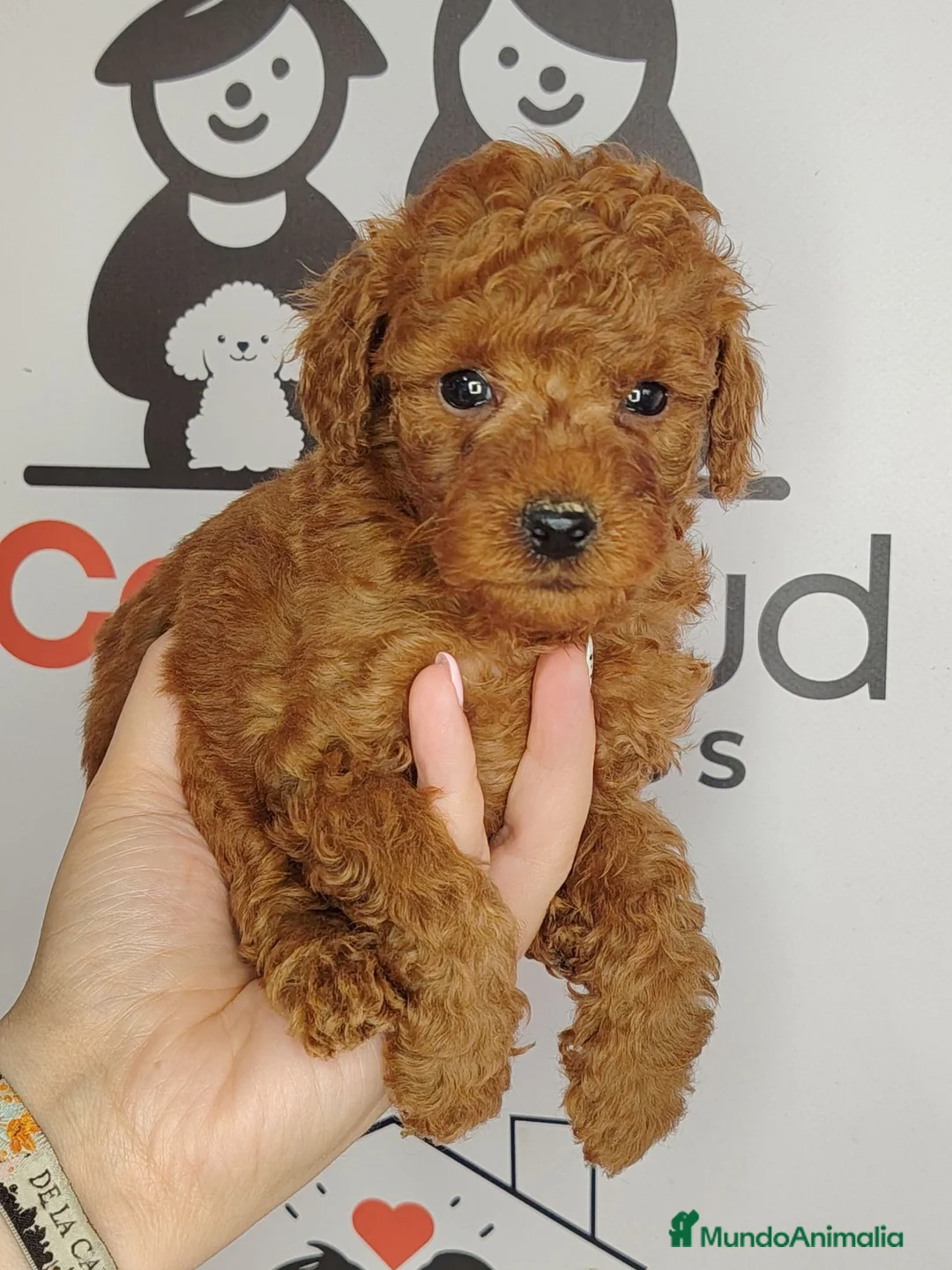 Caniche Toy perros en venta: Caniche Toy rojo pimenton - Anuncio 2