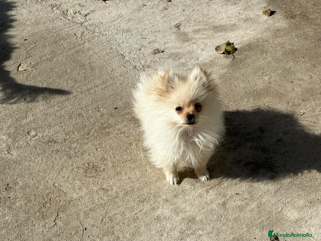 Pomerania perros en venta: lulu pomerania micro toy 5 meses y pesa 700 gramos - Anuncio 6