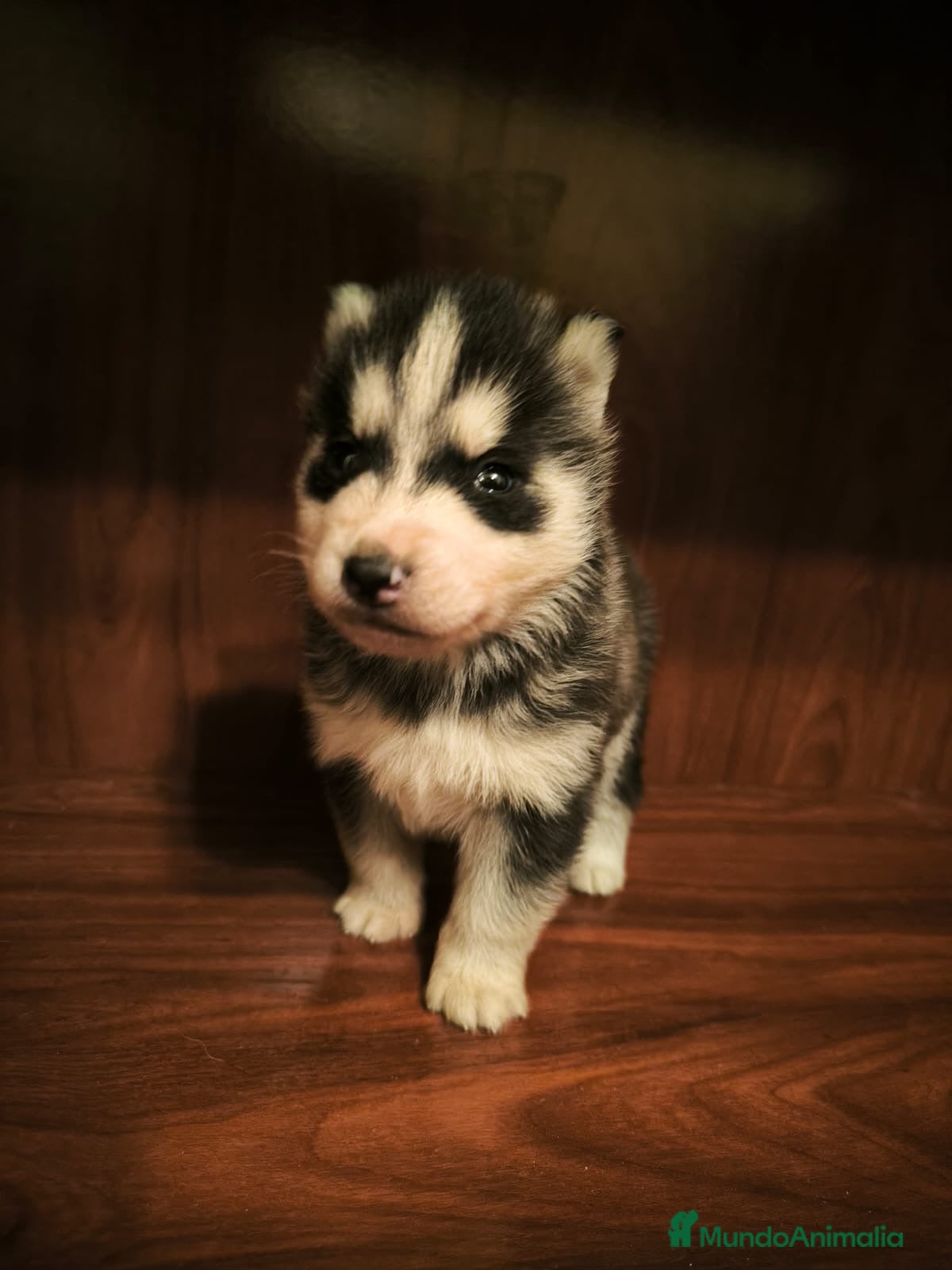 Husky Siberiano perros Husky  - Anuncio 2