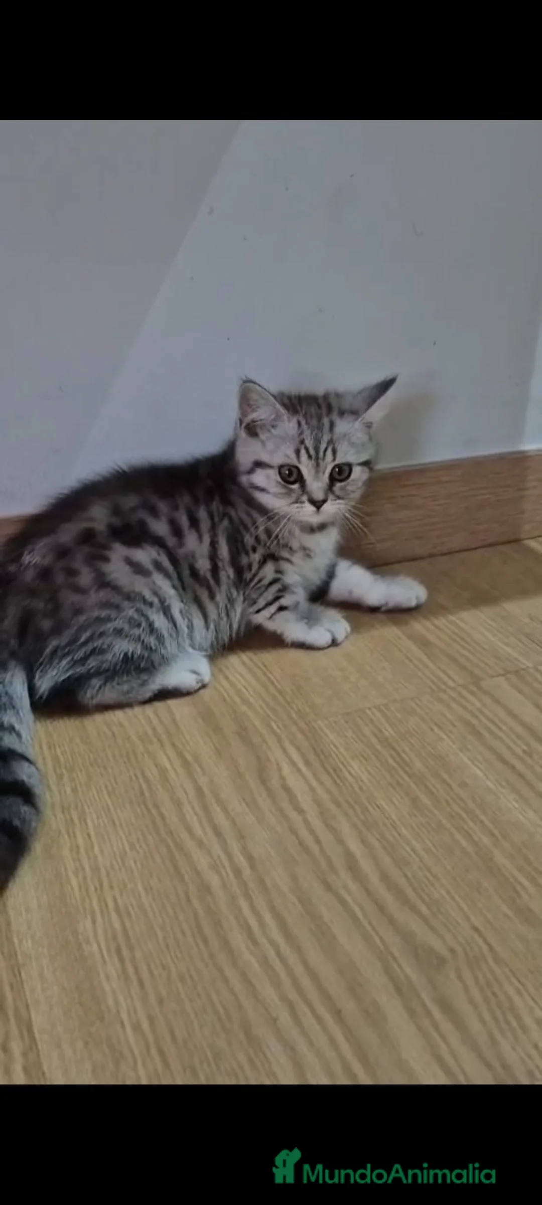 Scottish Fold gatos en venta:  Scottish Fold y British Shorthair - Anuncio 2
