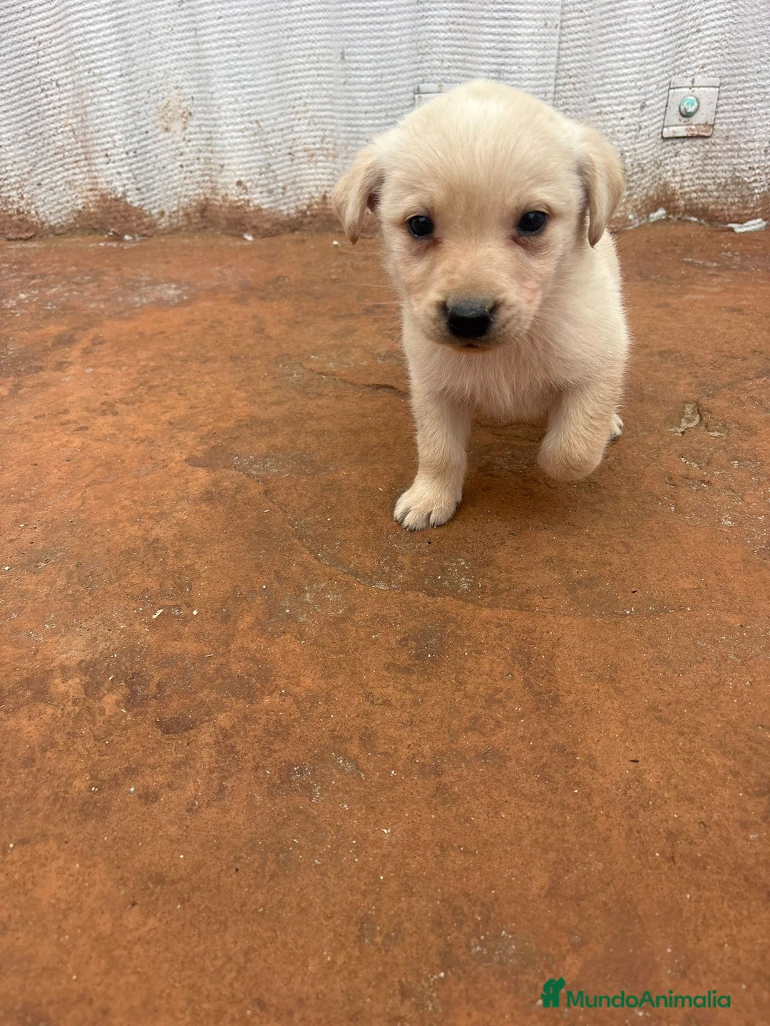 Labrador Retriever perros en venta: Labrador retriever  - Anuncio 14