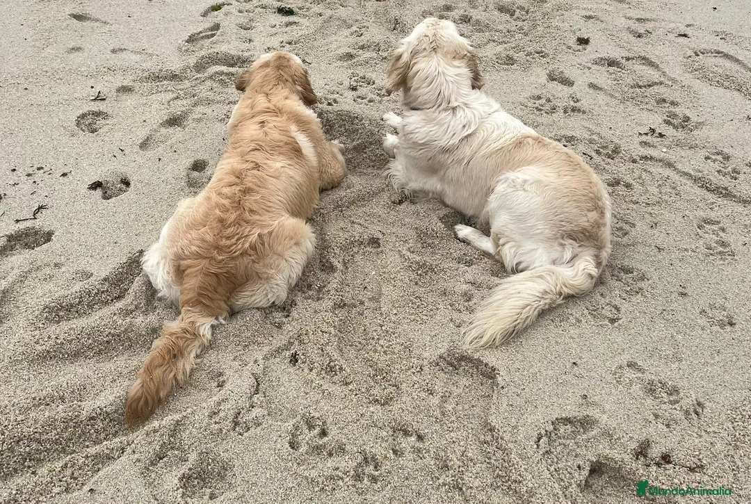 Golden Retriever perros en venta: Cachorros Golden Retriever  - Anuncio 3