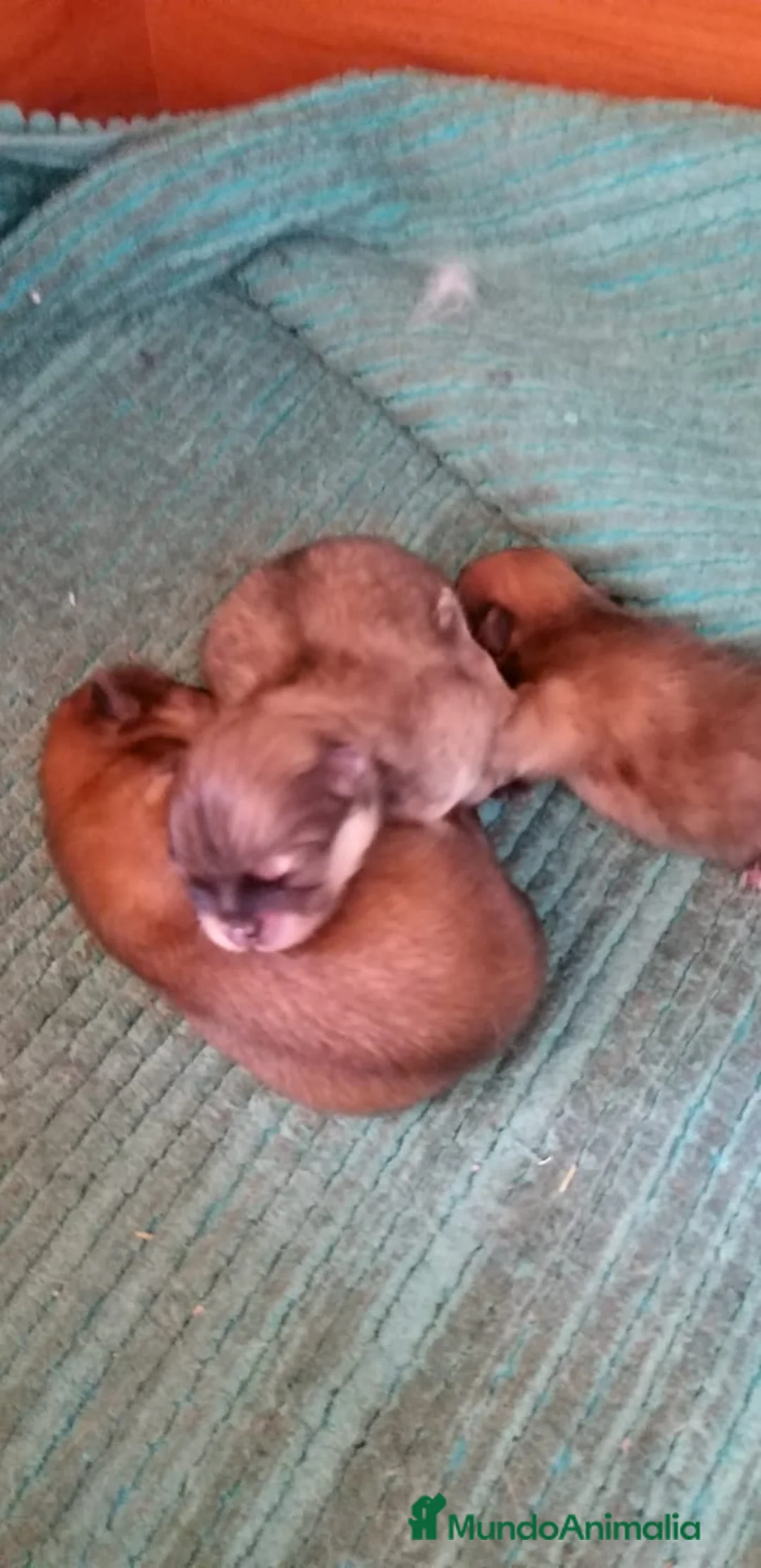 Pomerania perros en venta: Lulus de Pomerania  en Barcelona - Anuncio 5