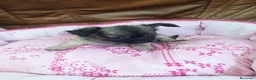 Chihuahua perros en venta: Chihuahua TOY - Anuncio 3