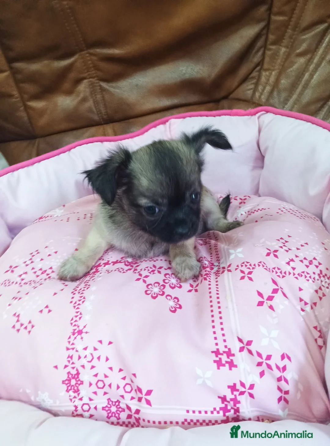 Chihuahua perros en venta: Chihuahua TOY - Anuncio 3