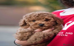 Caniche Toy perros en venta: Caniche toy - Imagen 3