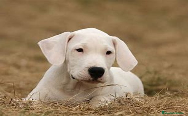 Dogo Argentino perros - Propaganda 2