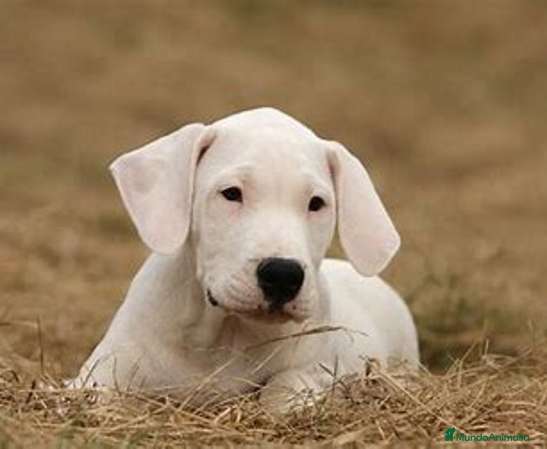 Dogo Argentino perros en venta: ULTIMOS CACHORROS DOGO ARGENTINO  - Imagen 1