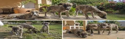 Whippet perros en venta: WHIPPET MALAGA - ENTREGA  - Anuncio 1