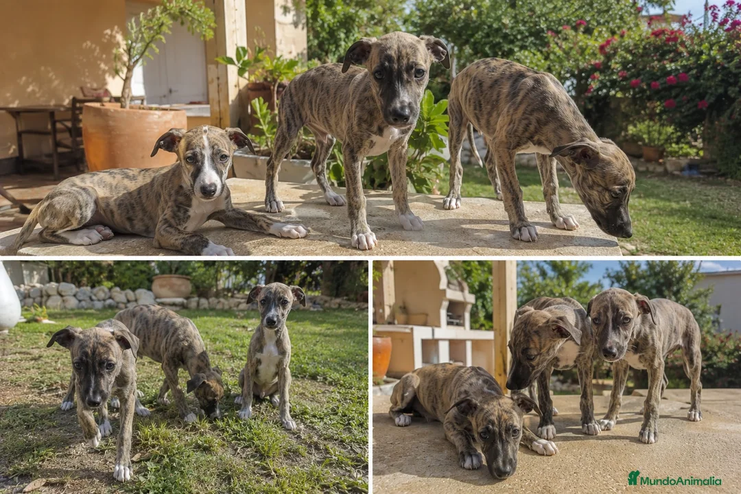 Whippet perros en venta: WHIPPET MALAGA - ENTREGA  - Anuncio 1
