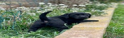 Labrador Retriever perros en venta: LABRADOR RETRIEVER NEGRO! en Barcelona - Anuncio 5