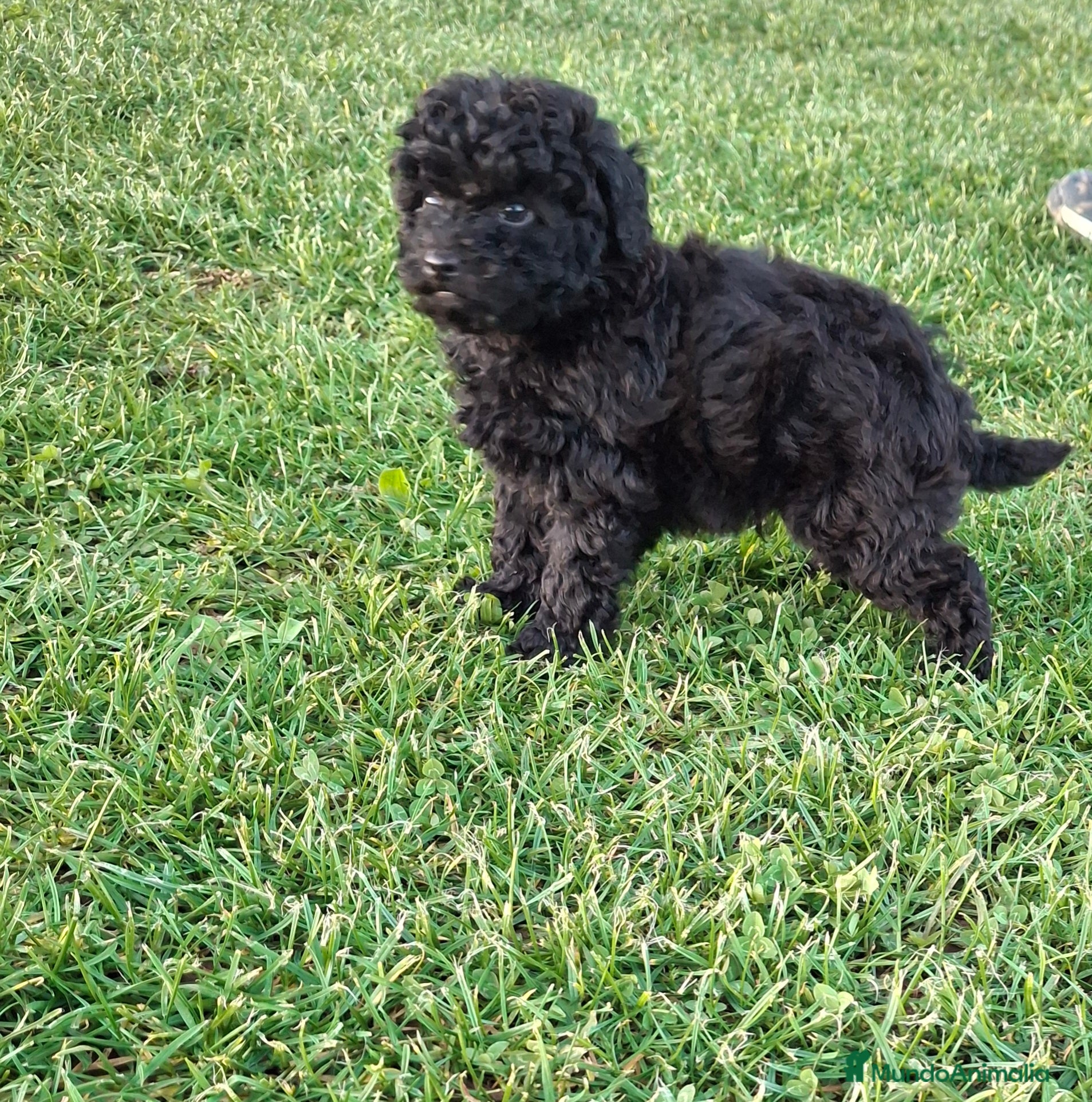 Caniche Toy perros Caniche toy negro - Anuncio 5