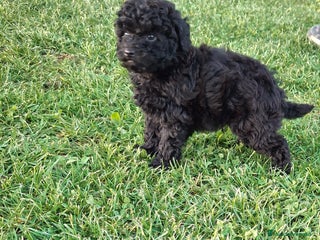 Caniche Toy perros Caniche toy negro - Anuncio 5