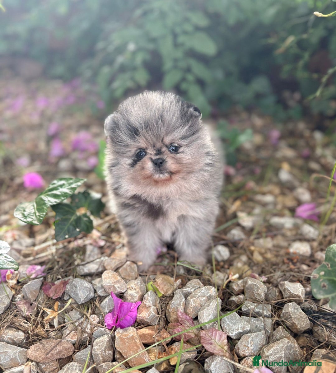 Pomerania perros en venta: Pomerania Color Merle - Anuncio 3