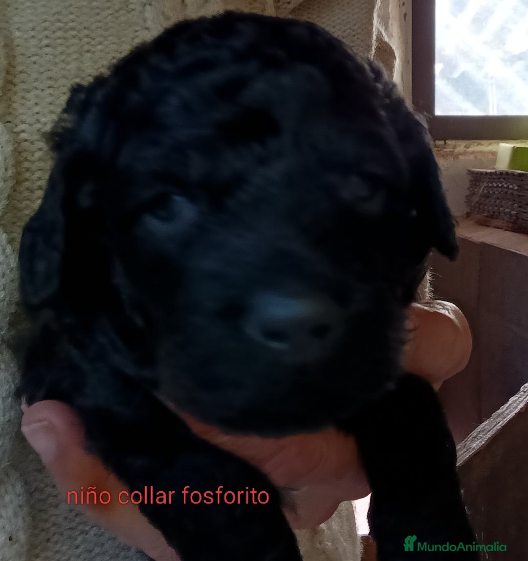 Labradoodle perros en venta: Hermosos cachorros medianos - Imagen 5