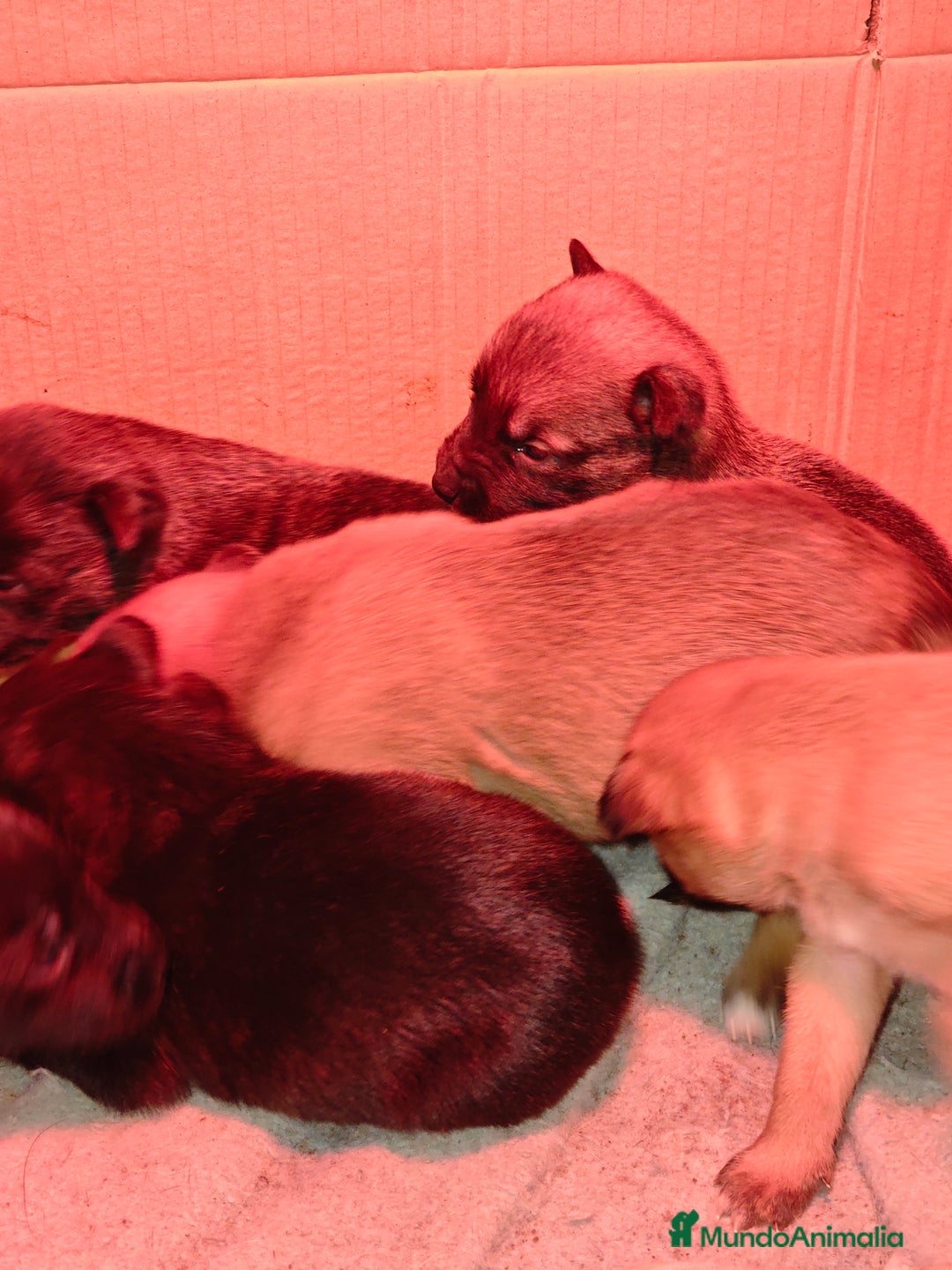 Pastor Belga Malinois perros en venta: Pastor belga malinois - Anuncio 3