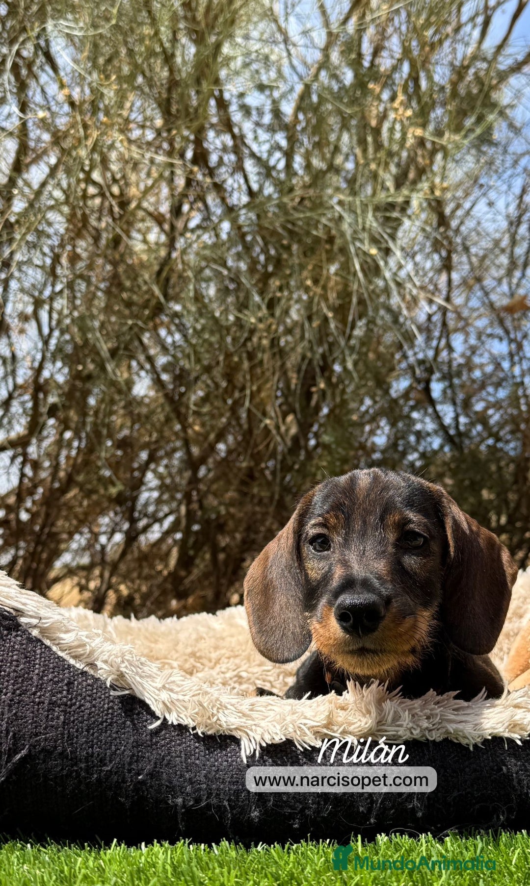 Teckel Miniatura perros en venta: PRECIOSOS TECKEL PELO DURO - Imagen 1