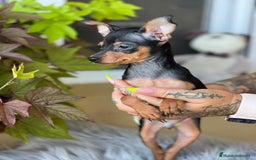 Ratón de Praga perros en venta: Raton de praga  - Imagen 1