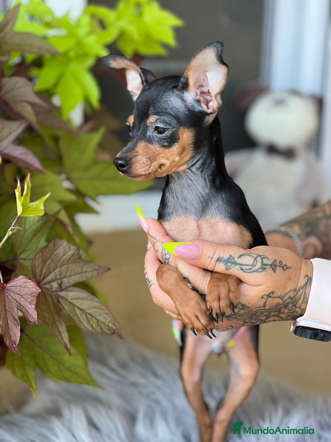 Ratón de Praga perros en venta: Raton de praga  - Imagen 1