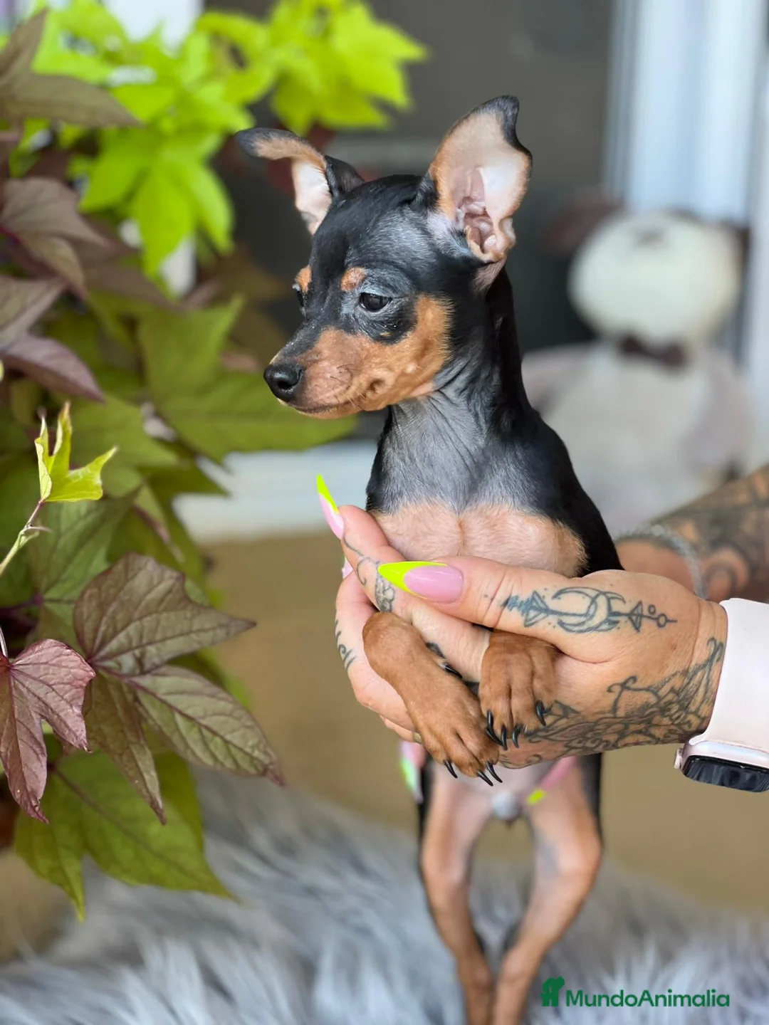 Ratón de Praga perros en venta: Raton de praga  - Anuncio 1