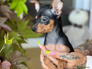 Ratón de Praga perros Raton de praga - Anuncio 16