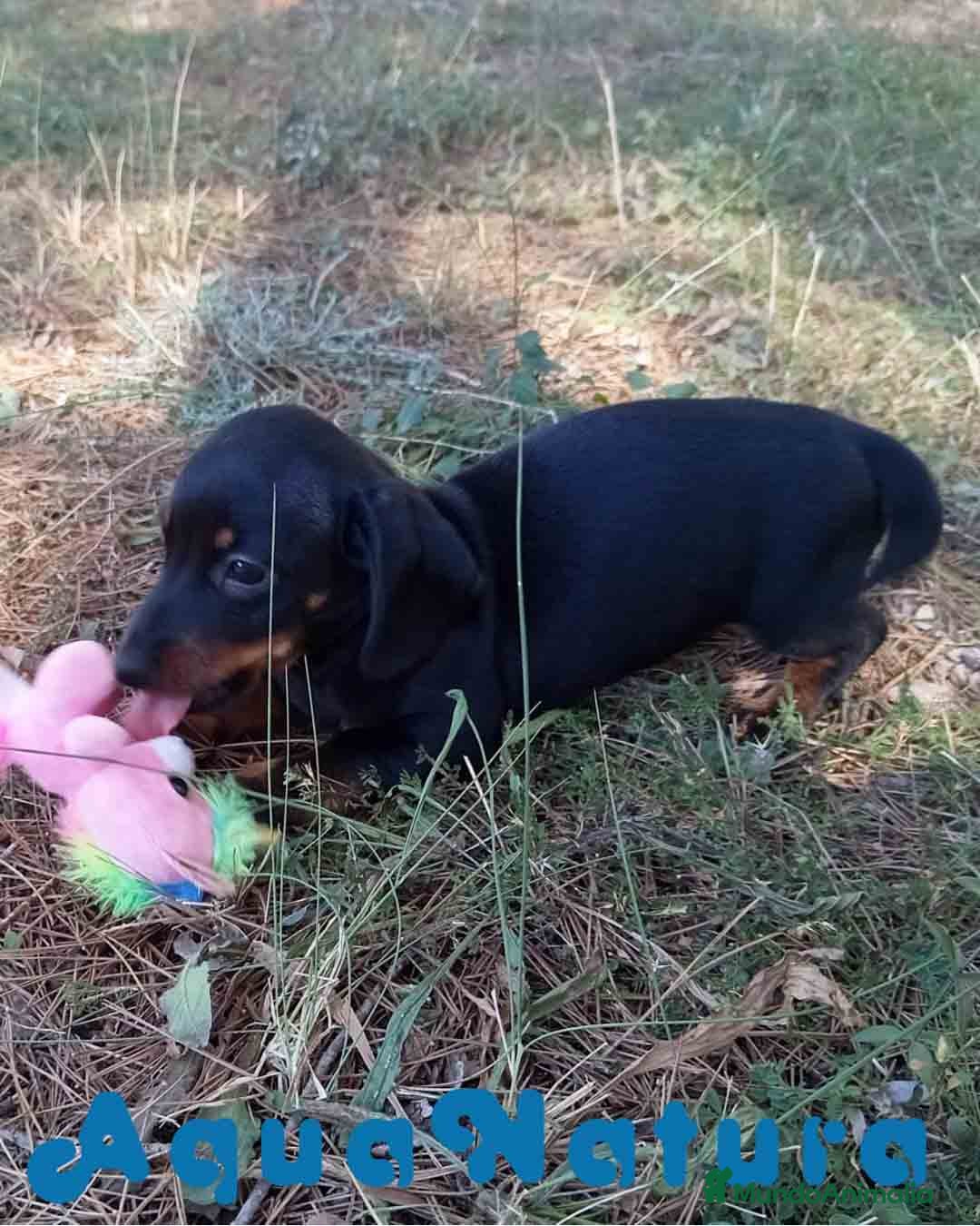 Teckel Miniatura perros Teckel Macho de Tiana y Tilo 4491 AQUANATURA - Anuncio 2