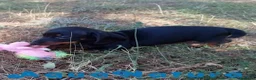 Teckel Miniatura perros en venta: Teckel Macho de Tiana y Tilo 4491 AQUANATURA - Anuncio 2