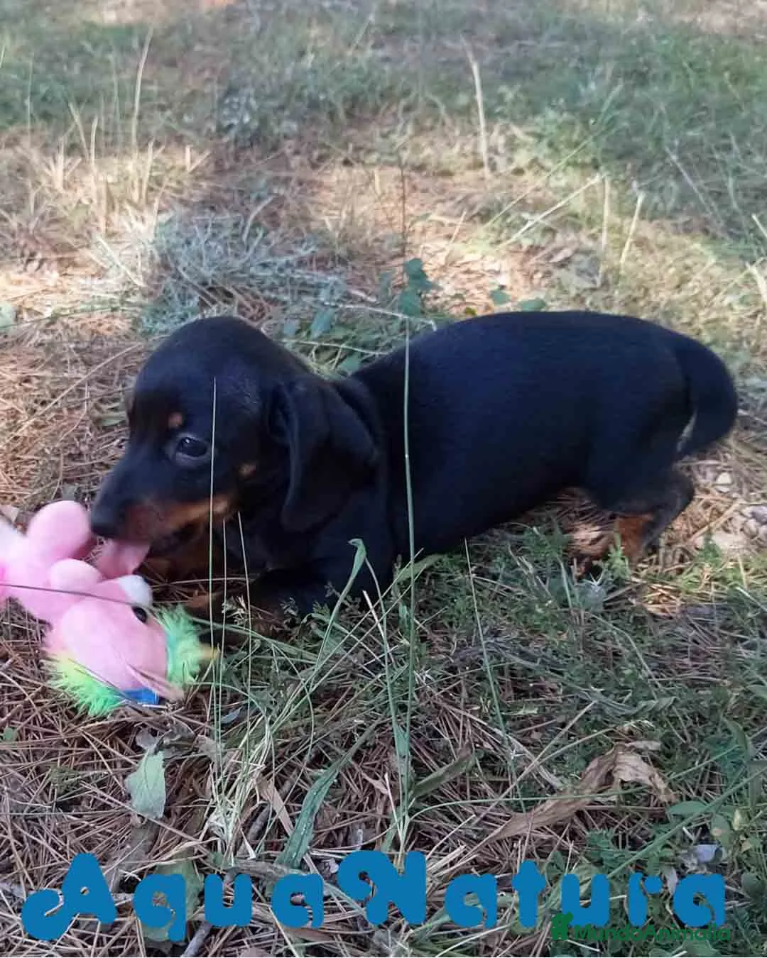 Teckel Miniatura perros en venta: Teckel Macho de Tiana y Tilo 4491 AQUANATURA - Anuncio 2