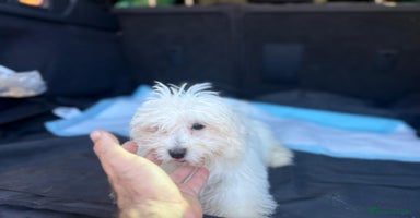 Bichón Maltés perros - Anuncio 5