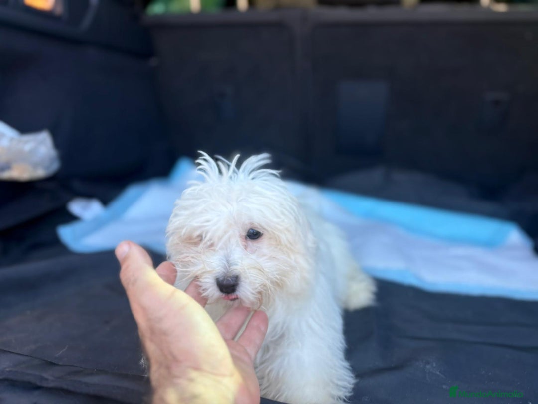 Bichón Maltés perros en venta: Bichon maltés hembra  - Imagen 2