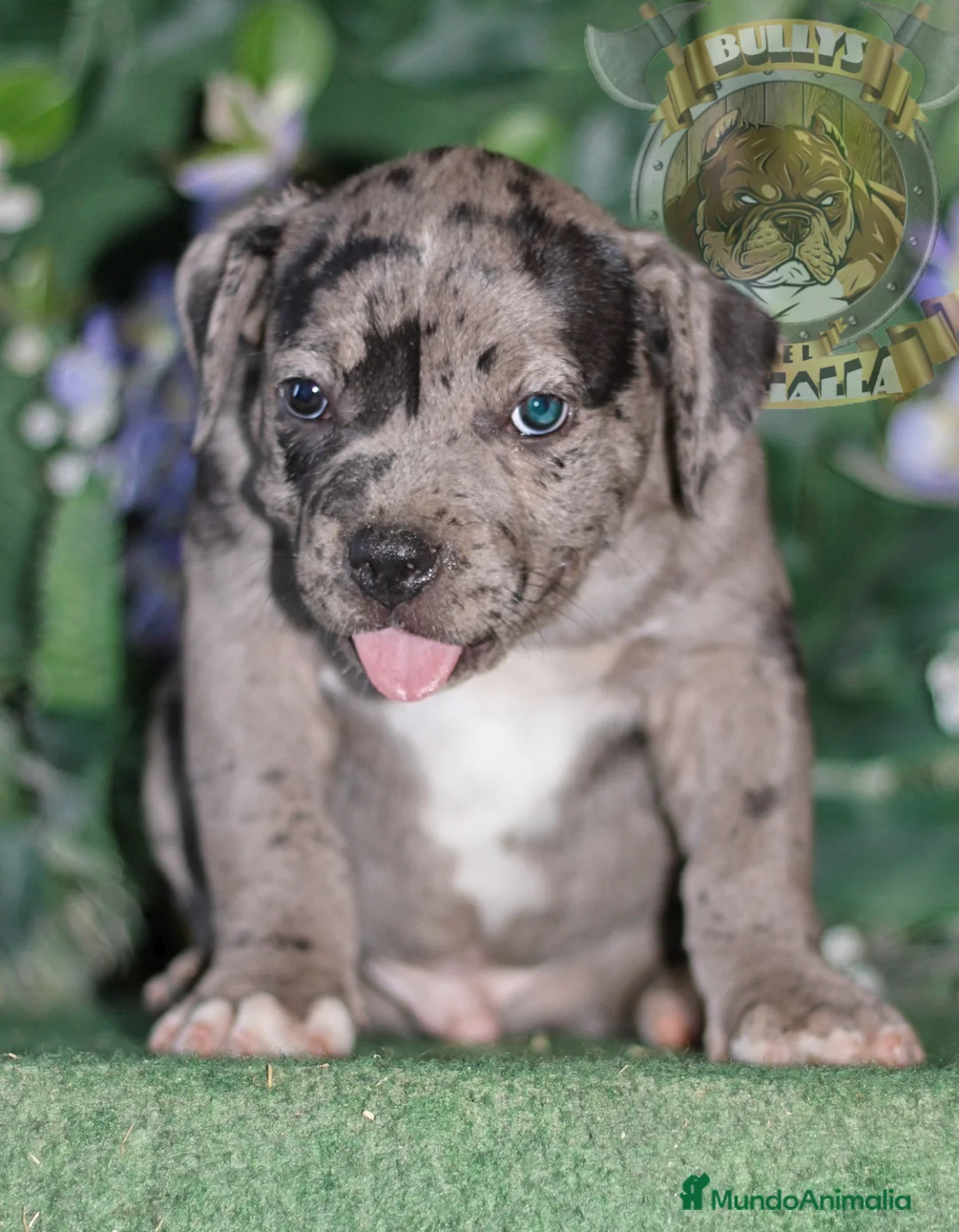 American Bully perros en venta: AMERICAN BULLY,CENTRO OFICIAL DE CRIA-- 622414793 en Sevilla - Anuncio 2