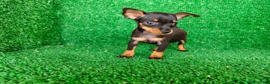 Pinscher Miniatura 3