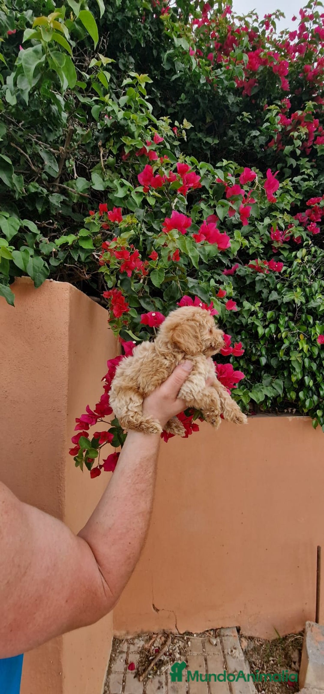Caniche Toy perros en venta: Caniche macho toy  - Imagen 2