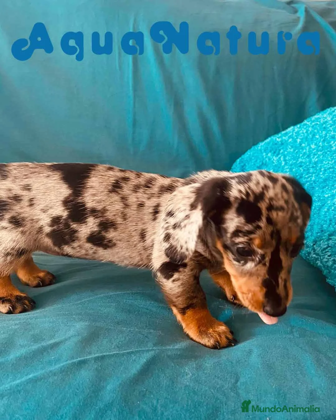 Teckel perros en venta: Teckel Hembra de Tita Junior 5841  - AQUANATURA en Barcelona - Anuncio 4