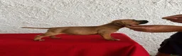 Staffordshire Bull Terrier perros en venta: Staffordshire Bull Terrier   - Anuncio 16