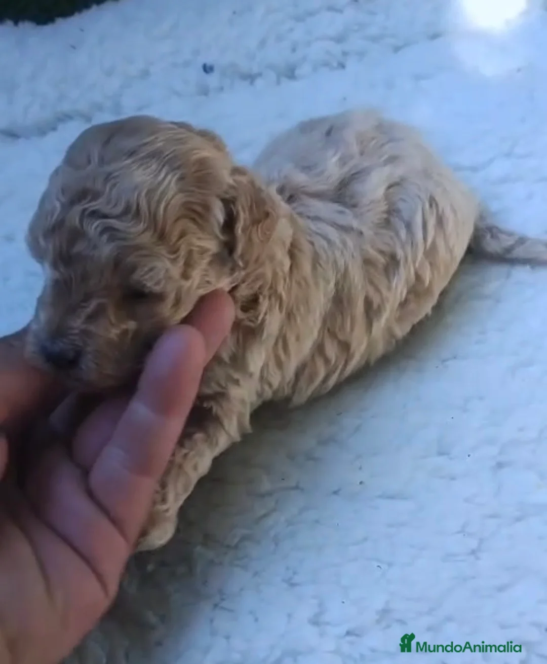 Caniche Toy perros en venta: Micro caniches toys machos - Anuncio 2