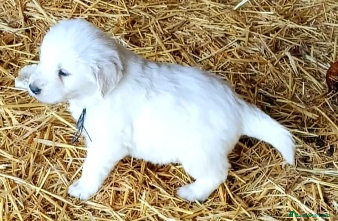 Golden Retriever perros en venta: Espectacular camada de golden retriever  - Anuncio 5