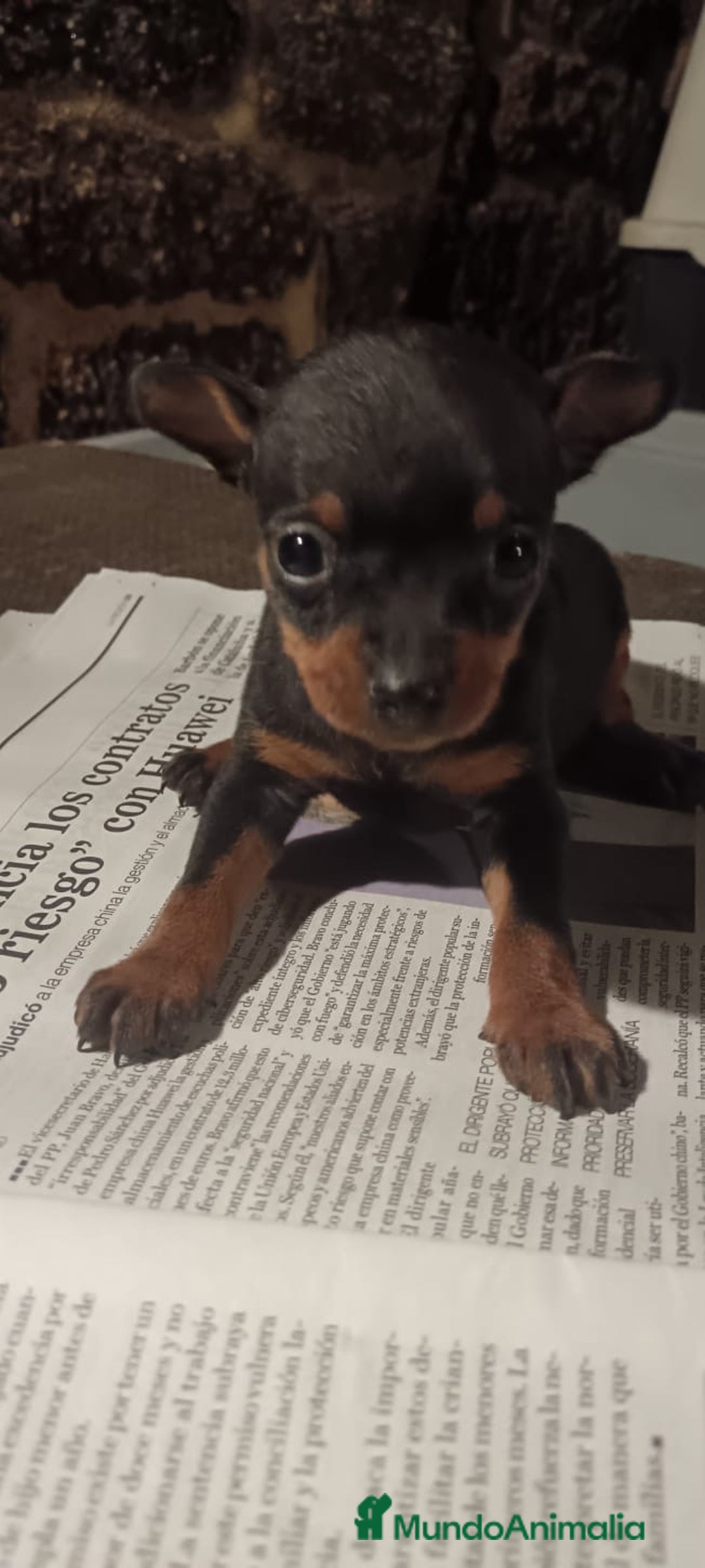 Pinscher Miniatura perros en venta: Mini pinscher de los más Toy  - Anuncio 2