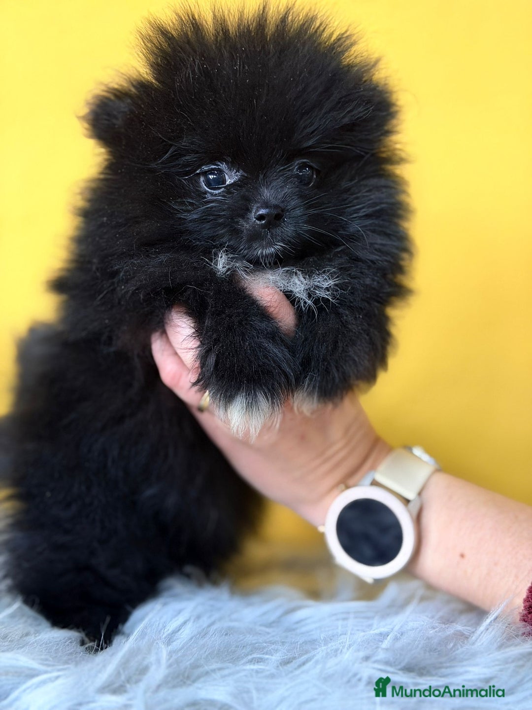 Pomerania perros en venta: Pomerania  - Anuncio 6
