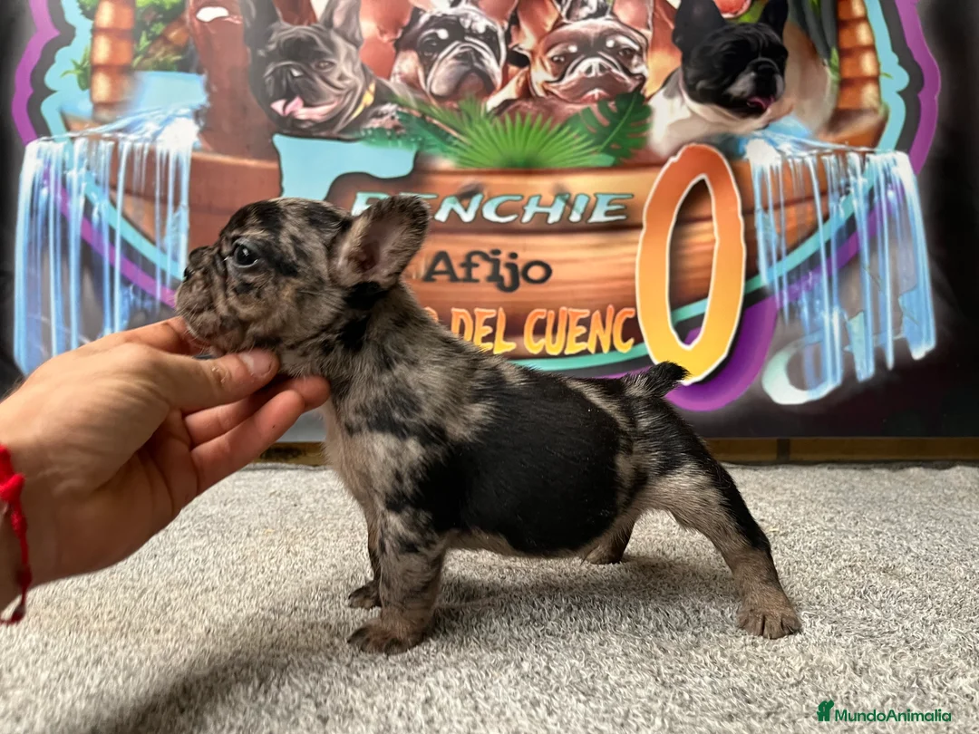 Bulldog Francés perros en venta: Bulldog francés Merle  en Madrid - Anuncio 1