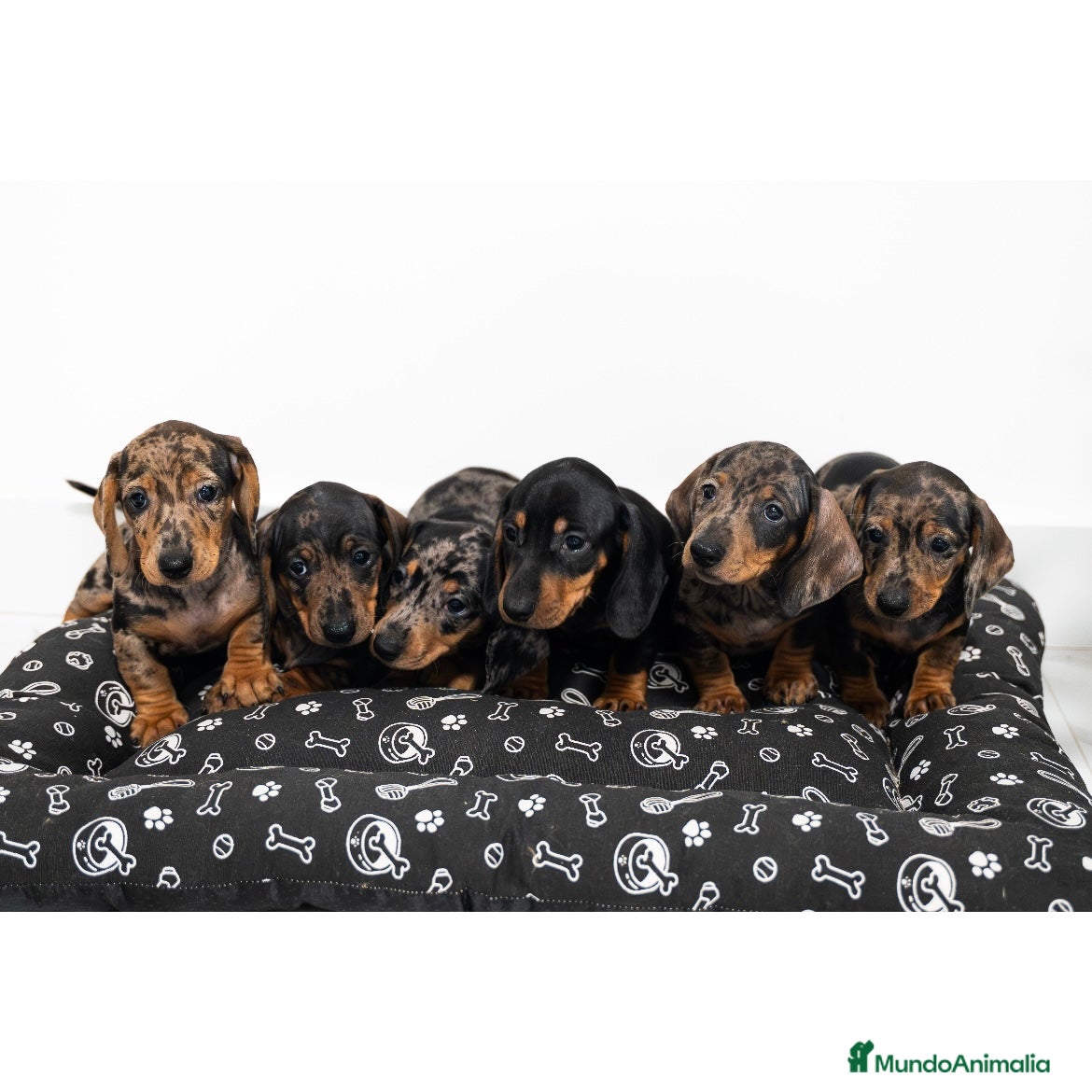 Teckel Miniatura perros Camada de Teckel miniatura 💙 - Anuncio 1