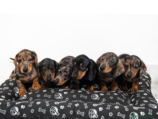 Teckel Miniatura perros Camada de Teckel miniatura 💙 - Anuncio 2