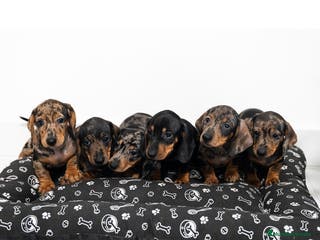 Teckel Miniatura perros Camada de Teckel miniatura 💙 - Anuncio 15