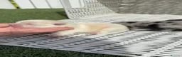 Pomerania perros en venta: POMERANIA - Anuncio 15