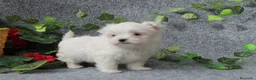 Bichón Maltés perros en venta: PRECIOSOS BICHON MALTES  LINEA TOY  - Anuncio 5