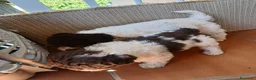 Perro de Agua Español perros en venta: Cachorros de Perro de agua  - Anuncio 4