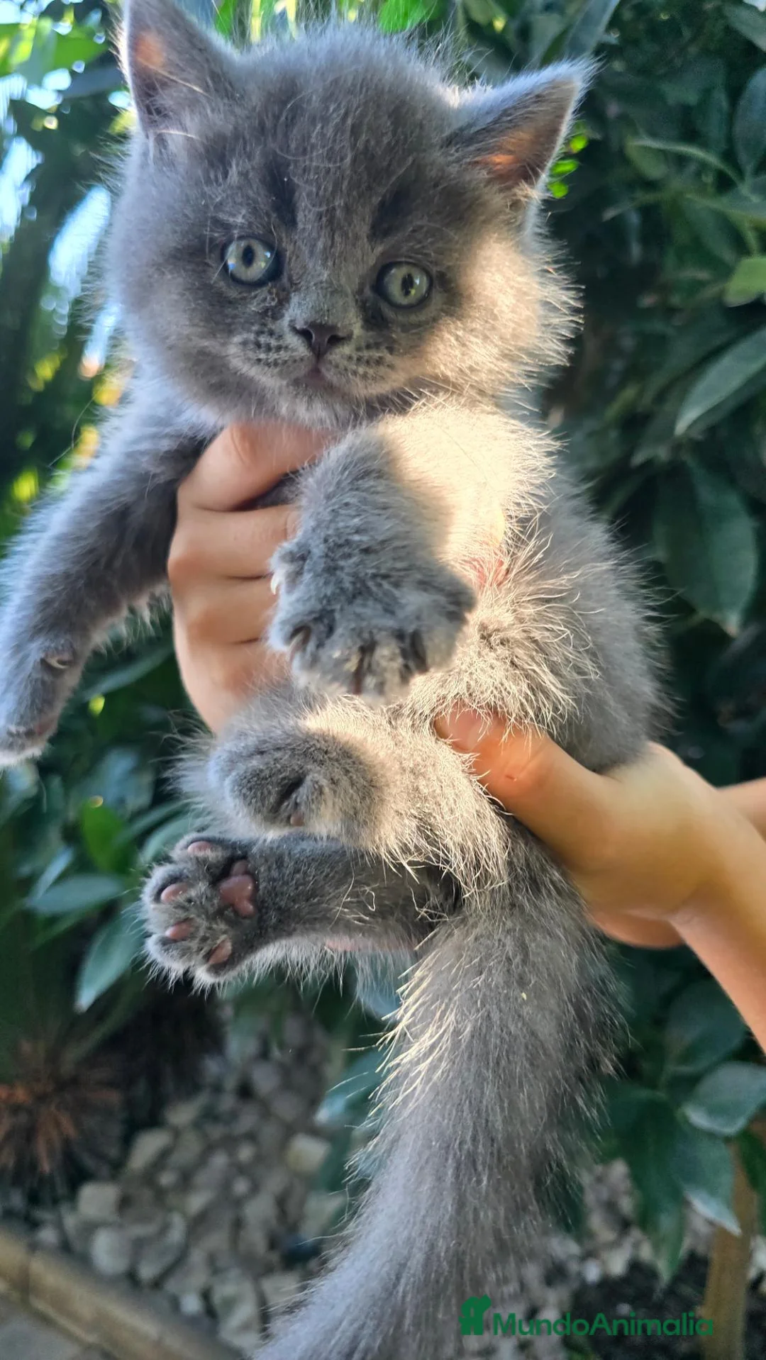 Británico de Pelo Corto gatos en venta: Gatcot.com - Anuncio 8